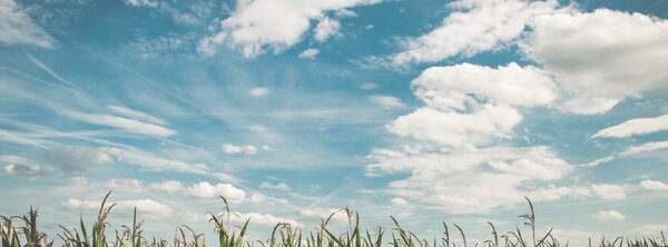Grass under a blue sky