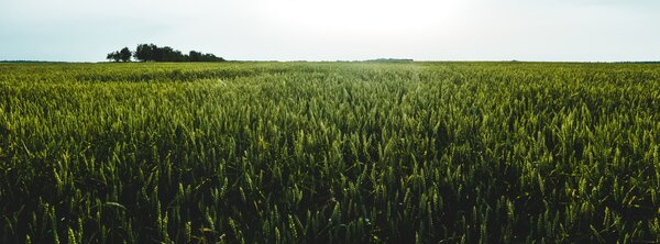 Grassland under the sky