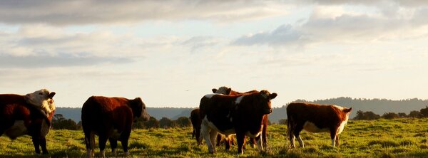 cows standing in a field