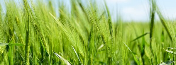 agricultural field under blue sky