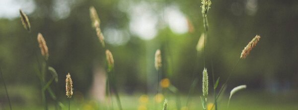 grass2